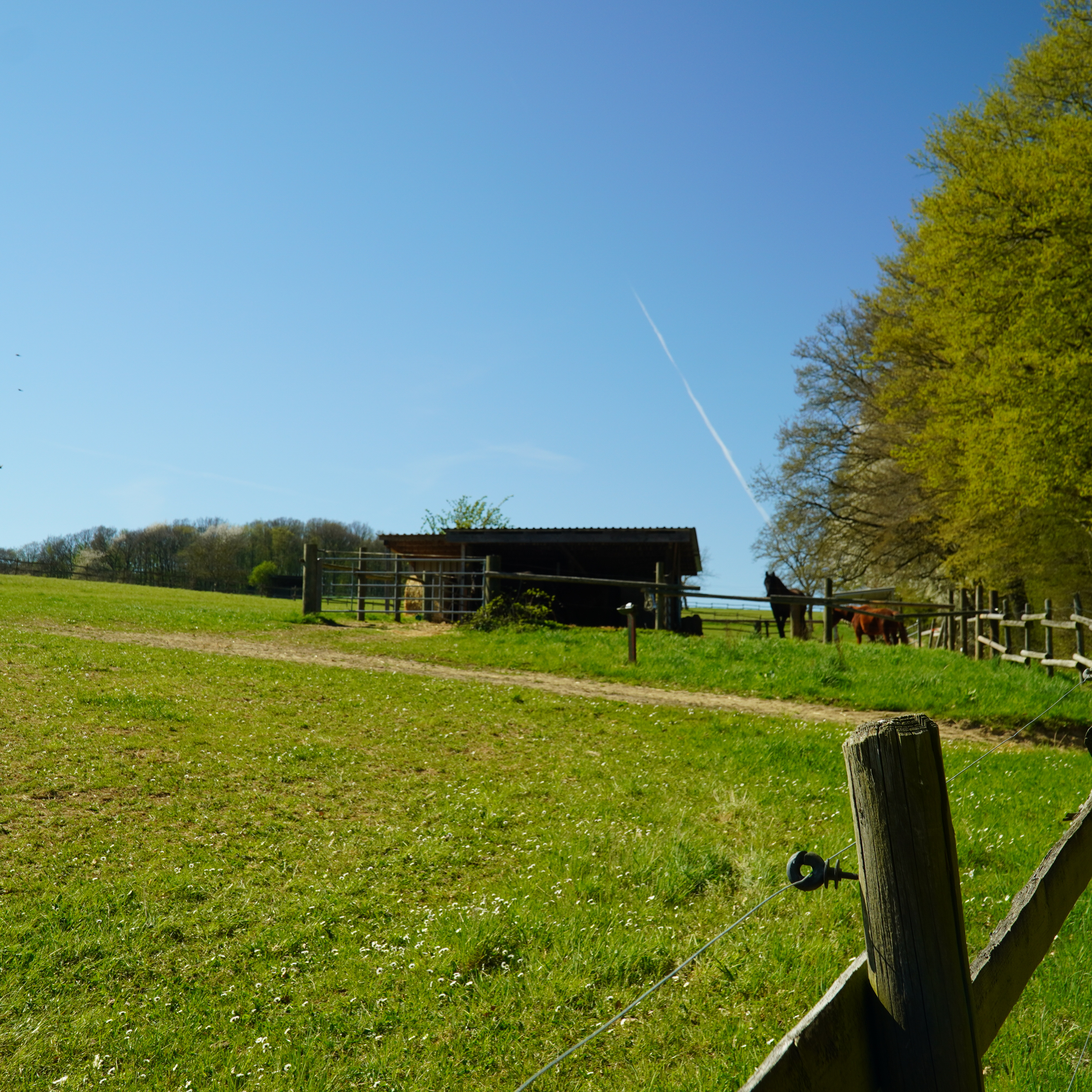 Panorama der Pferdepension Kraus in der Eifel